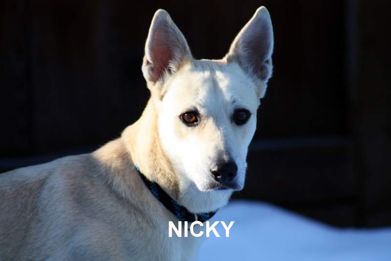 Our dog Nicky.